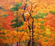 Schölnhammer Herbstwald
